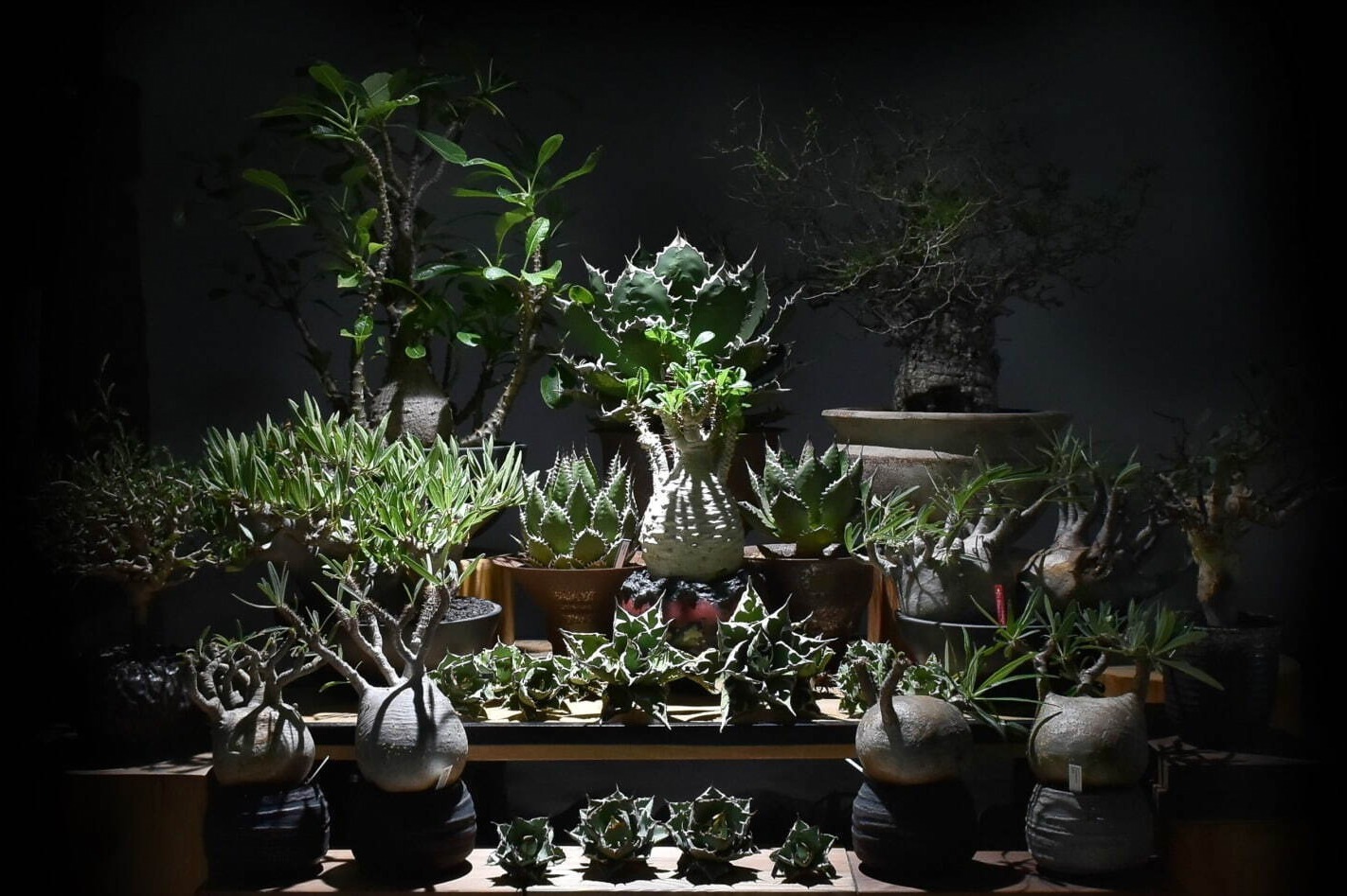 ネイバーフッド“植物ライン”SRL、シリンダー型ポットなど園芸アイテム