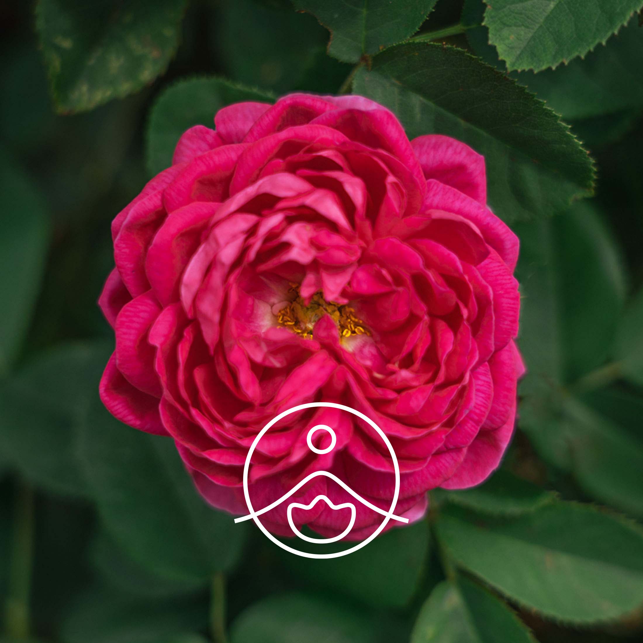 ローズオットー（オーガニック）｜エッセンシャルオイル（精油・アロマ