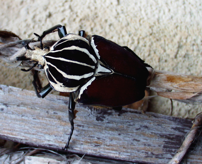 Flower Beetles - Goliathus :: ..