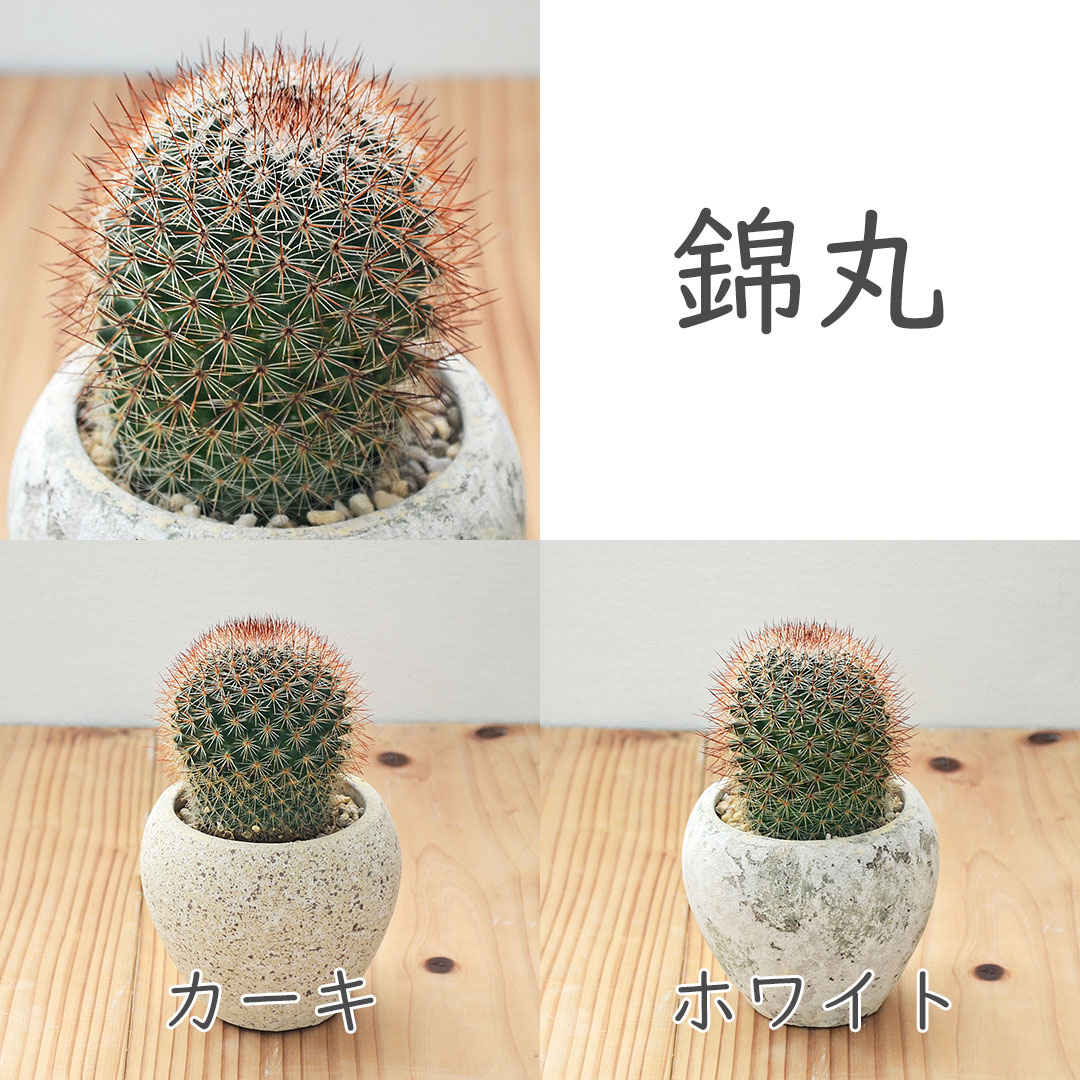 観葉植物の販売・ギフトならフラワーコーポレーション / サボテン 陶器