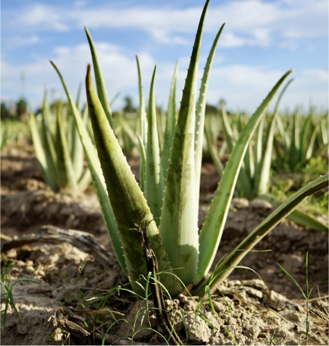 フォーエバー アロエベラ ジュース 330 | フォーエバーリビング