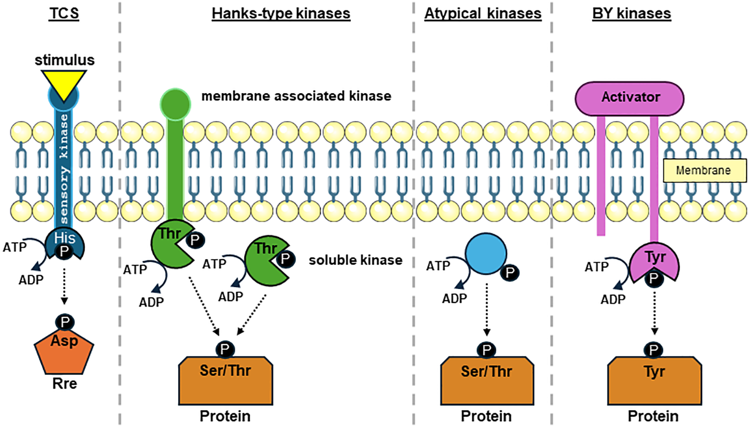 Frontiers | The regulatory impact of serine/threonine-specific