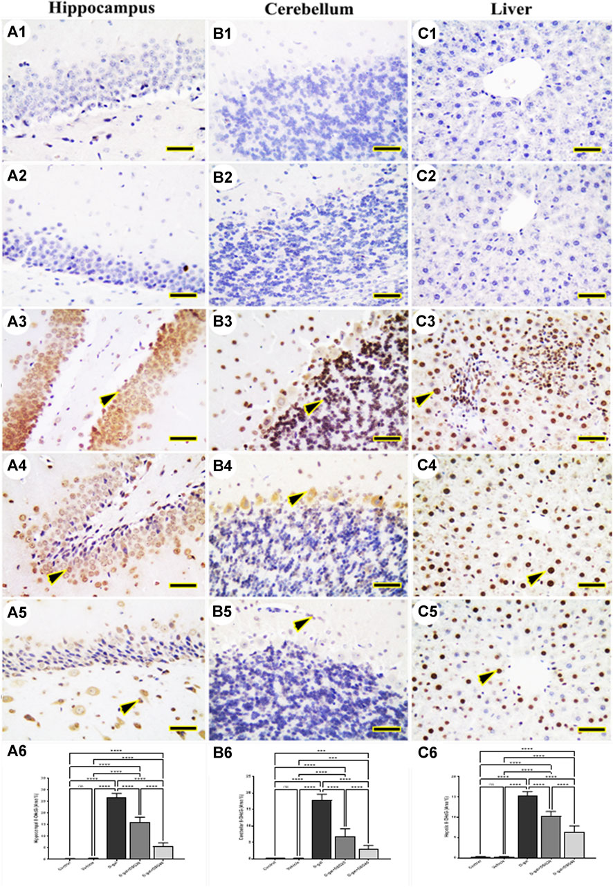 Frontiers | Diosgenin alleviates D-galactose-induced oxidative