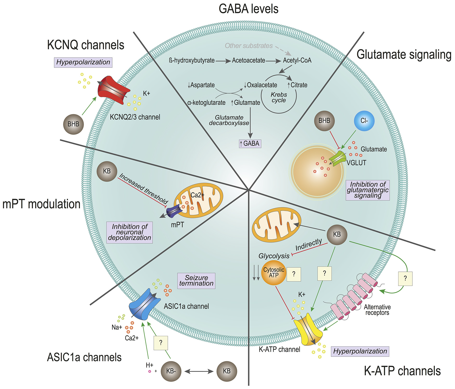 Frontiers | Ketone Bodies in the Brain Beyond Fuel Metabolism