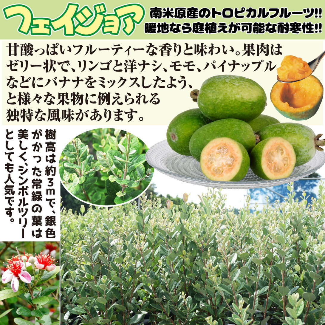 国華園オンラインショップ / 果樹苗 フェイジョア クーリッジ 挿木1