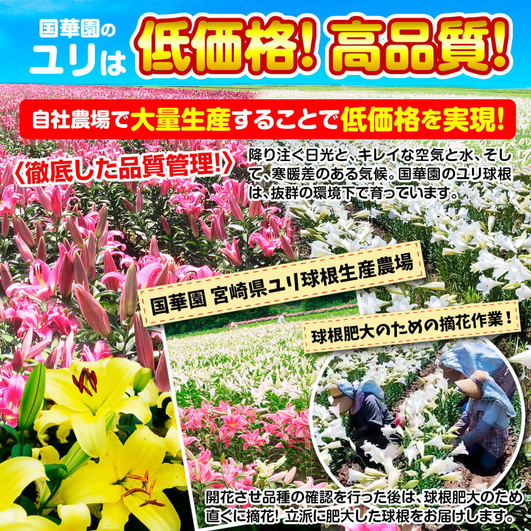 国華園オンラインショップ / ユリ 球根 カラフルすかしユリセット