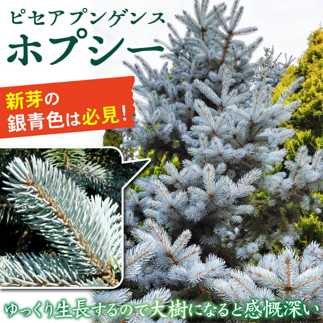 国華園オンラインショップ / 花木苗 ピセアプンゲンスホプシー 1株