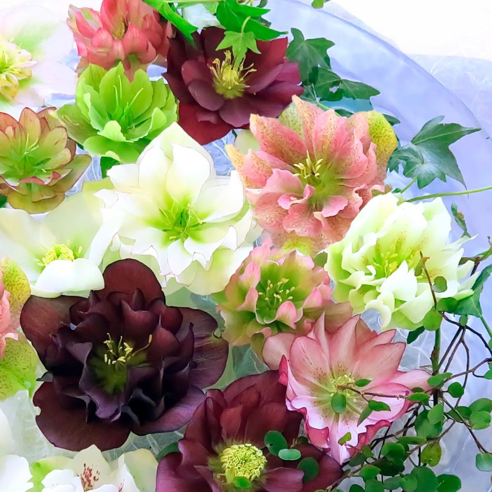 国華園オンラインショップ / 花苗 八重咲クリスマスローズ 開花株 花色