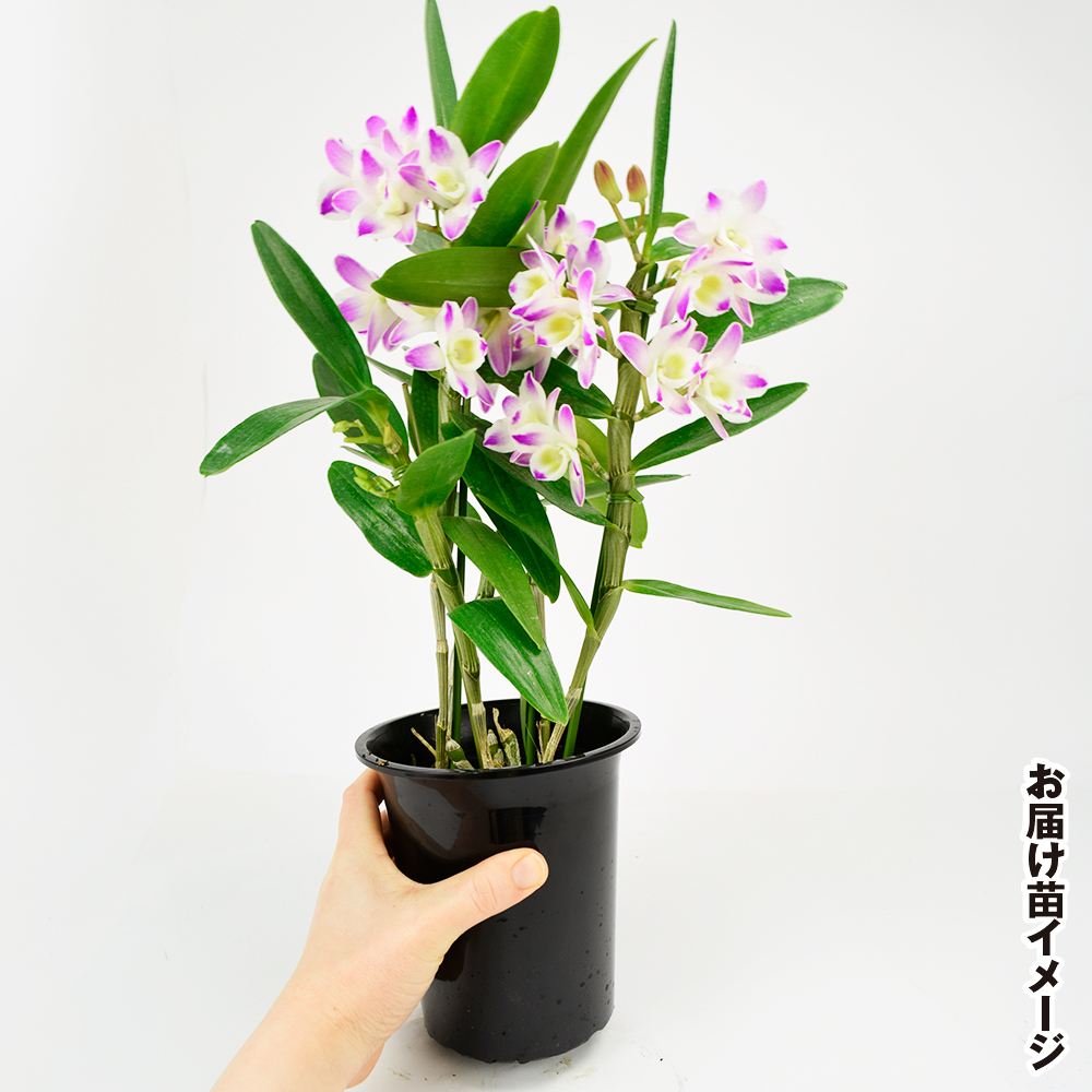 国華園オンラインショップ / 洋蘭苗 花芽つき デンドロビウム コーラル