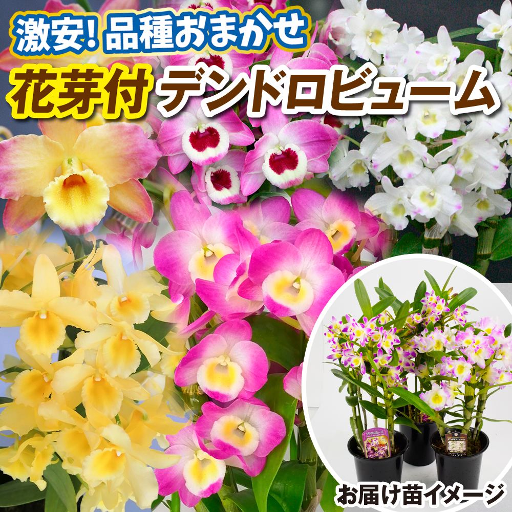国華園オンラインショップ / 洋蘭苗 花芽つき デンドロビウム 激安