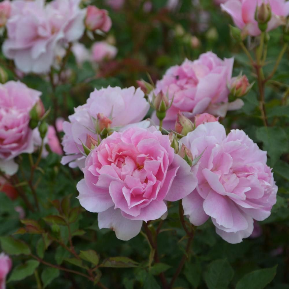 完売御礼【バラ予約】 バラ大苗 ムーンライトソナタ 予約特典付き