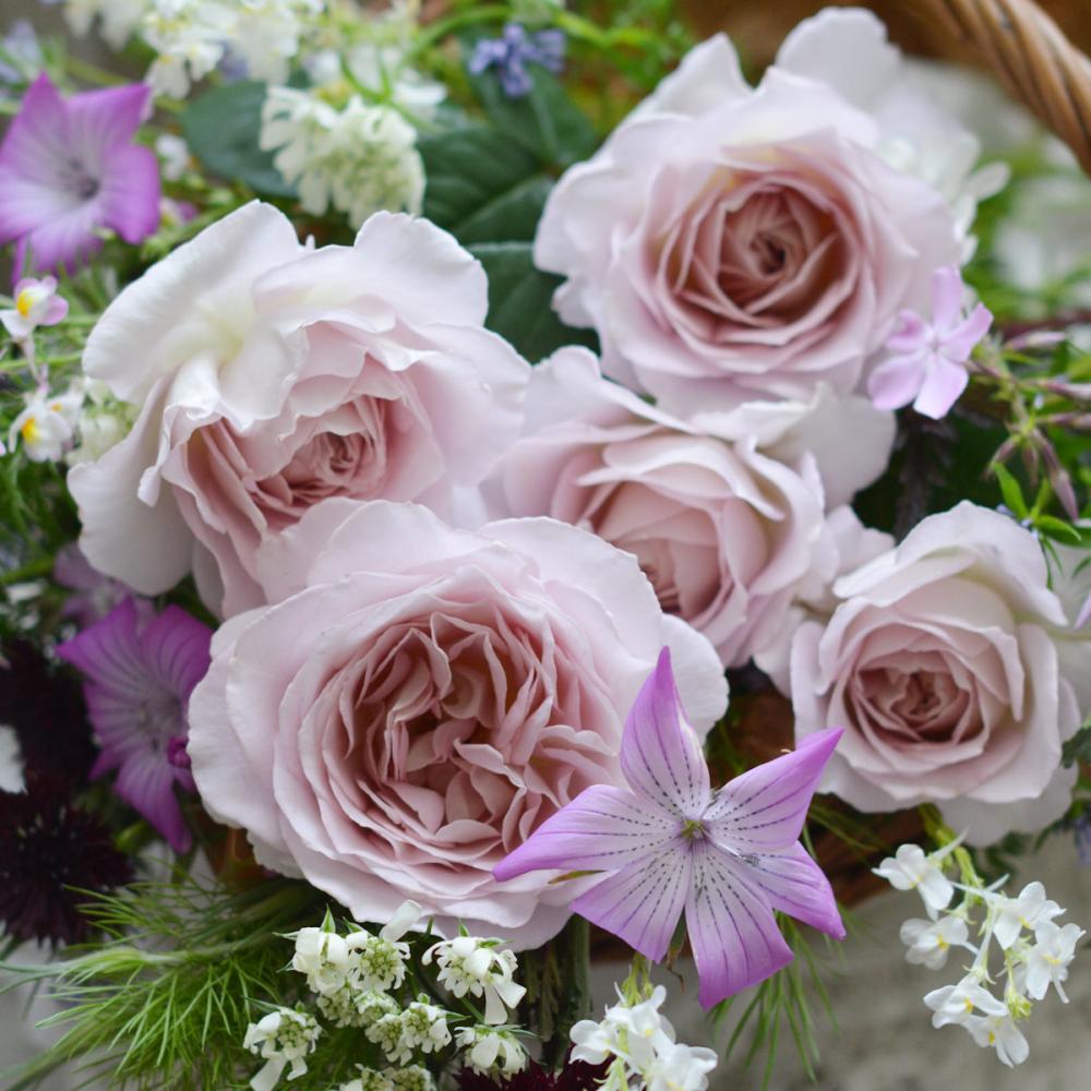 完売御礼【バラ予約】 バラ大苗 タフタ 予約特典付き 【申込期限：2月