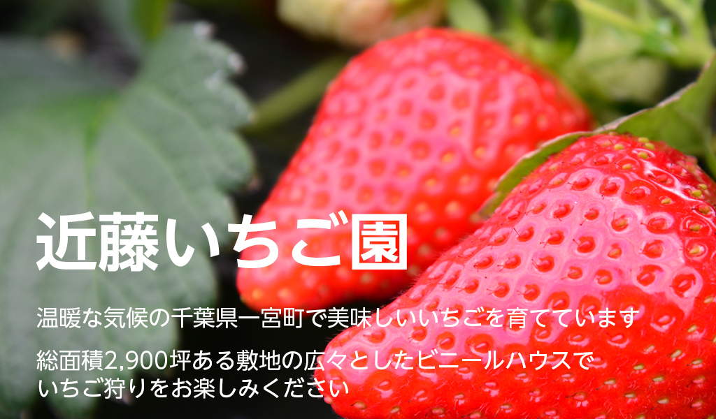 いちご園のご案内 ｜ 近藤いちご園