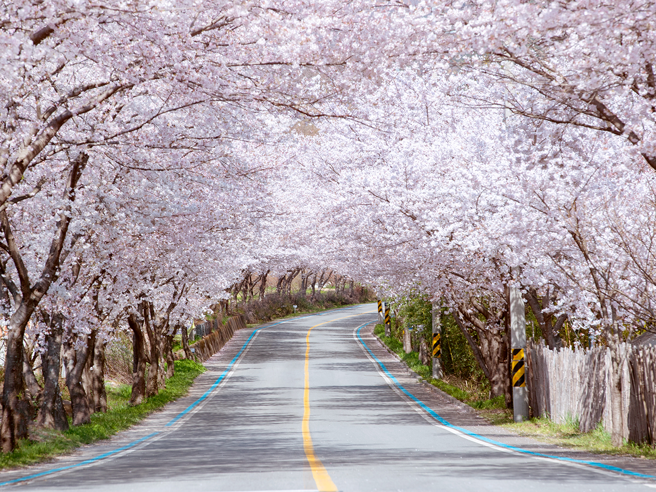 2026年 鎮海(チネ)桜祭りツアー(釜山発着)｜韓国オプショナルツアー