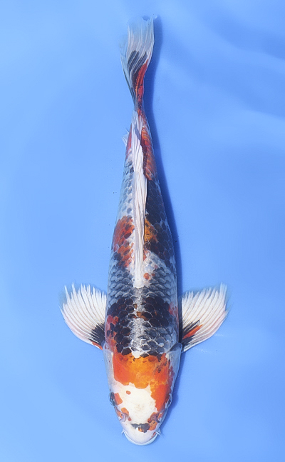 Kin Showa - Koi For Sale - Kodama Koi Farm