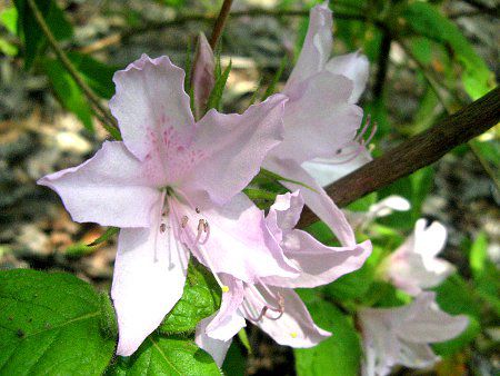 ツツジ(躑躅) 【かぎけんWEB】