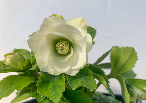 ペコ様ご購入苗㉖-261クリスマスローズ クリスマスローズ 花郷園