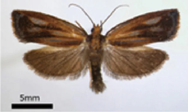 日本の小蛾類相の解明を目指して | 国立科学博物館 National Museum of