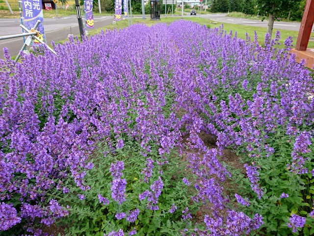 ラベンダーが色づきはじめました♪