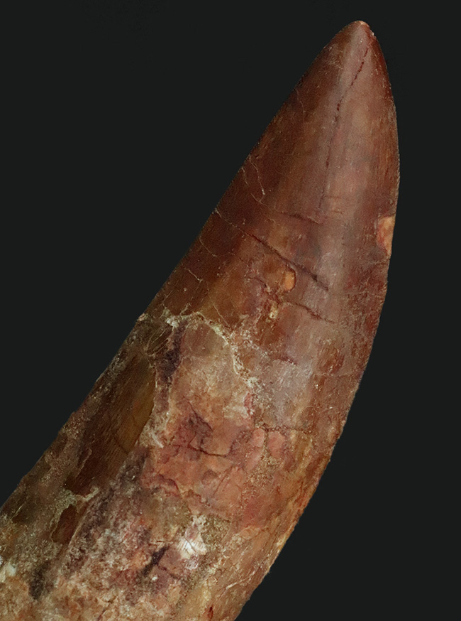 これは間違いなく社史に残る1本！ 歴代トップクラスの巨大歯化石 カル