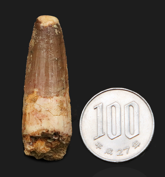 エナメル質に美しい光沢あり、北アフリカ・モロッコの白亜紀層から採集
