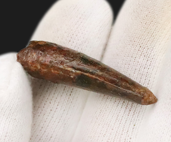 白亜紀、北アフリカの覇者・スピノサウルス（Spinosaurus）の歯の化石