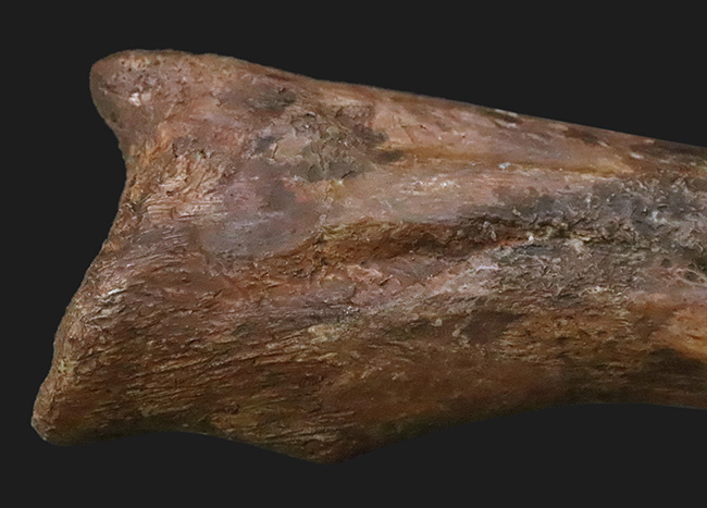 スピノサウルス ハンドクロウ かぎ爪 化石標本 肉食恐竜 獣脚類 1433