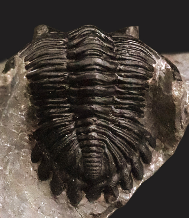 フリル・複眼・頬棘……三大特徴がしっかりと残った、約4億年前の三葉虫