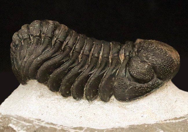 立体的フォルムと精緻な複眼で知られる、デボン紀中期を代表する