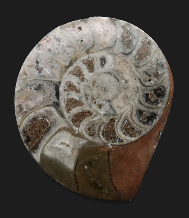 表面滑らか仕上げ！オウムガイの特徴を持つ面白いアンモナイト