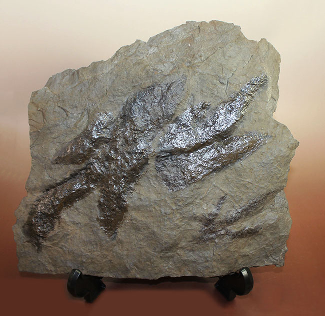 厳選品、巨大かつ鮮明！しかも両面で見られます！3本の指跡が残された