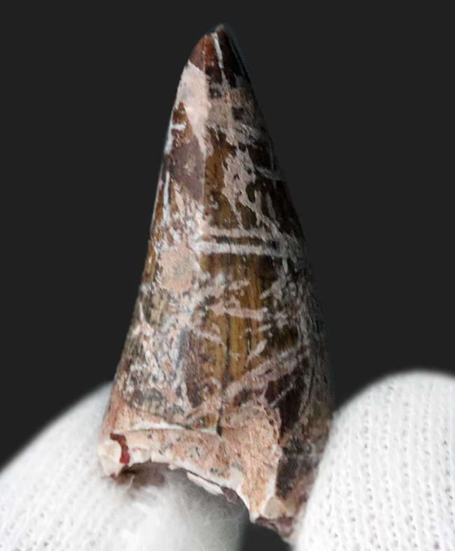 アロサウルス実物歯化石 トキワ様以外の方の購入は受け付けません