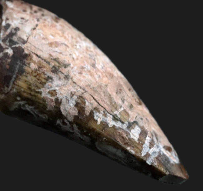 レア！恐竜が誕生する前の王座に君臨していた生物、フィトサウルス類