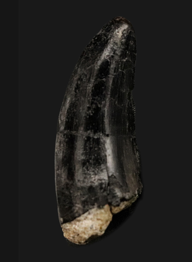 29年物！モリソンブラック！スーパーレアと申し上げても誰も驚かない