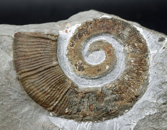 アンモナイトコレクター必見！巻が解けた、異常巻きアンモナイト