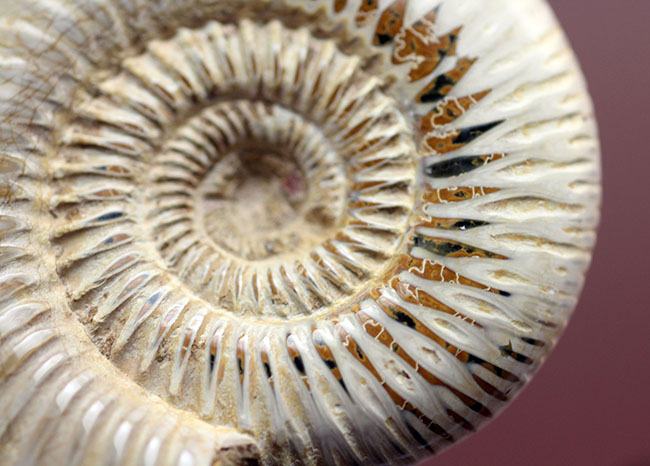 ジュラ紀後期の示準化石、マダガスカル産のアンモナイト、ペリス