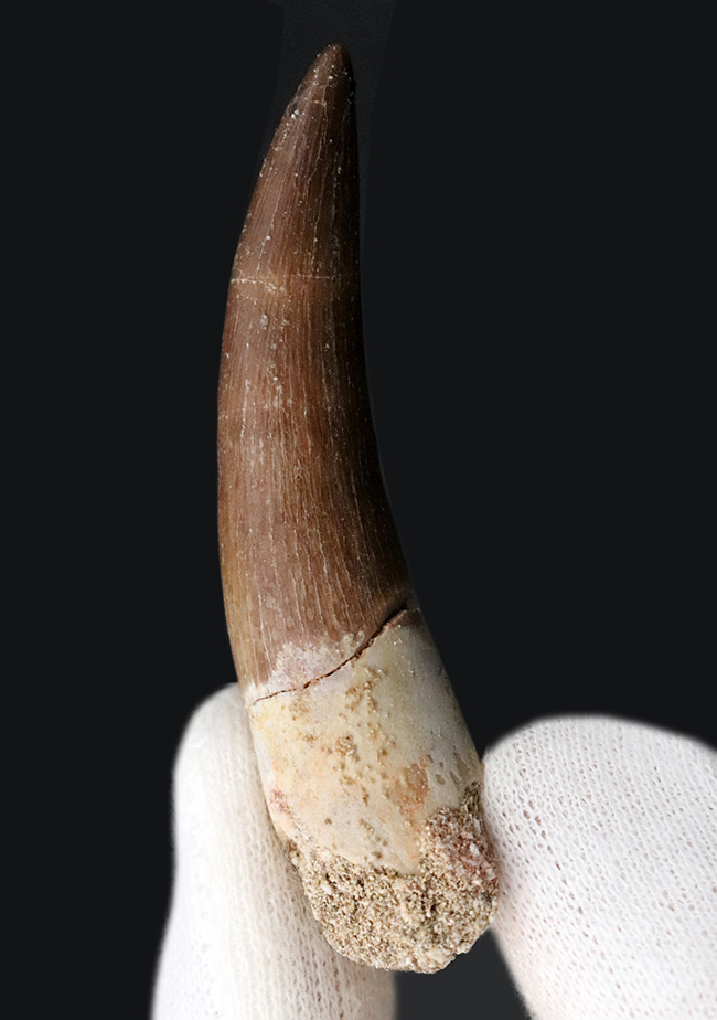 美しい湾曲にご注目、100％ナチュラル！首長竜、エラスモサウルス