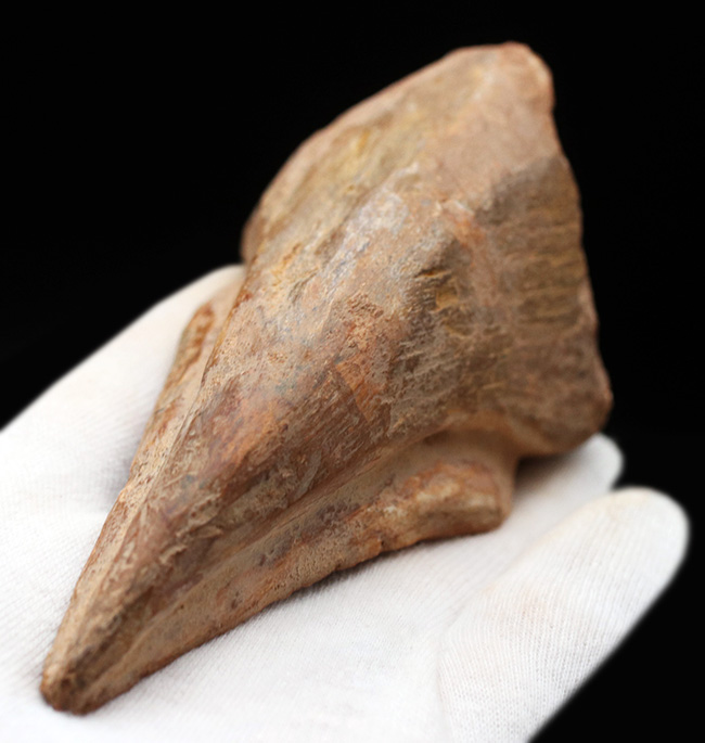 ド迫力！カーブ計測118ミリ、周長210ミリに達する、巨大な