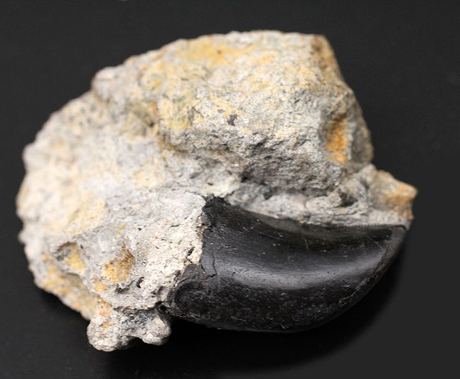 ベリーレア！モリソン層らしいマットブラックが渋い！あのアロサウルス