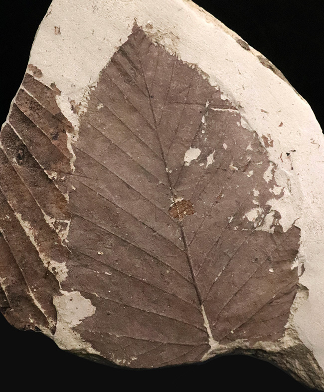 13センチ級の特大葉化石！秋田県湯沢市産・中新世の木の葉（ブナの仲間
