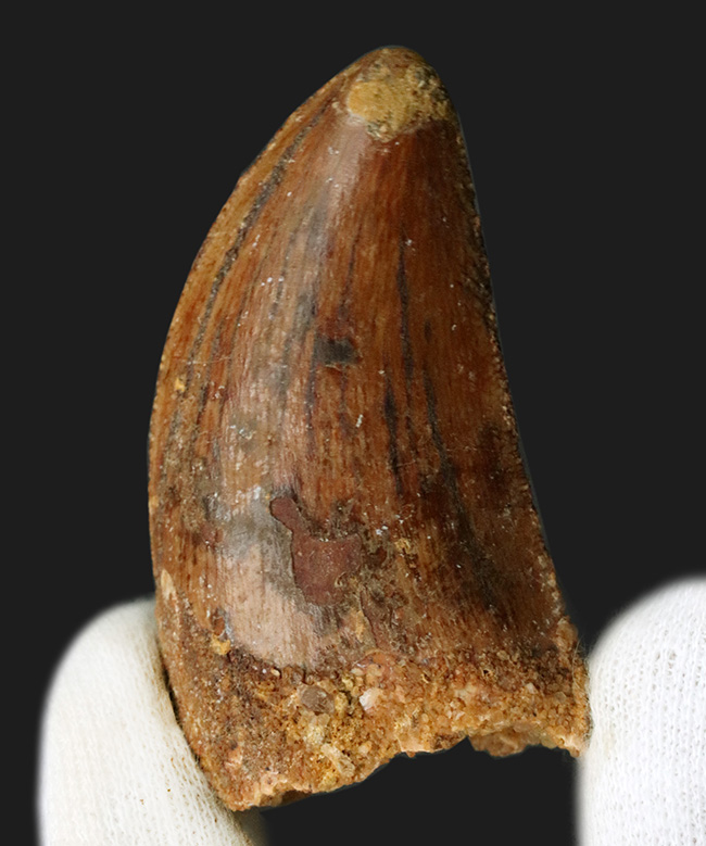 ナイフのごとく切れ味抜群だったであろう、北アフリカの白亜紀の王者