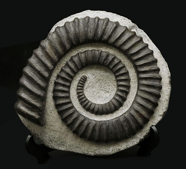 これ以上望めない、パーフェクト標本！古生代デボン紀のゆる巻き