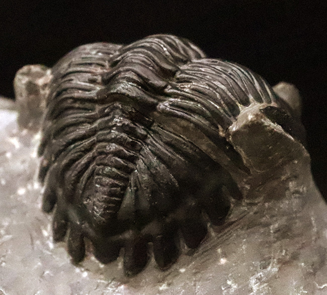 三葉虫モロッコ②Hollardops?ホラドプス 稀少 デボン紀 三葉虫化石