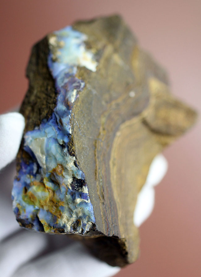 相当量がオパール化した、非常に珍しい珪化木。コレクション価値高い