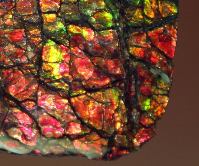 これがドラゴンスキンだ！これぞ宝石アンモライトというべき最高の