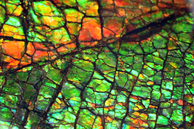 これがドラゴンスキンだ！これぞ宝石アンモライトというべき最高の