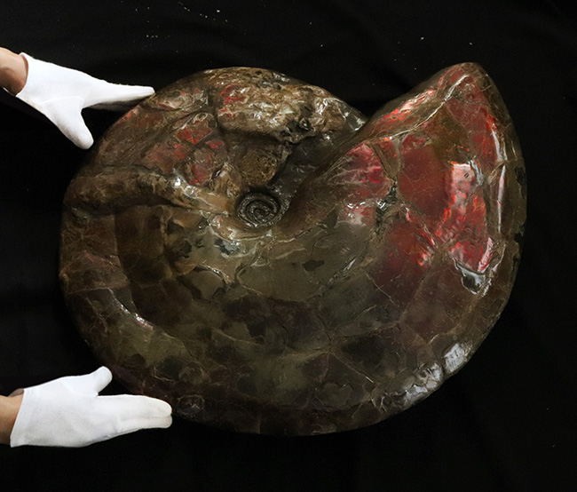 化石セブン史上最大！100%ナチュラル！直径最大部58センチ、31kgに