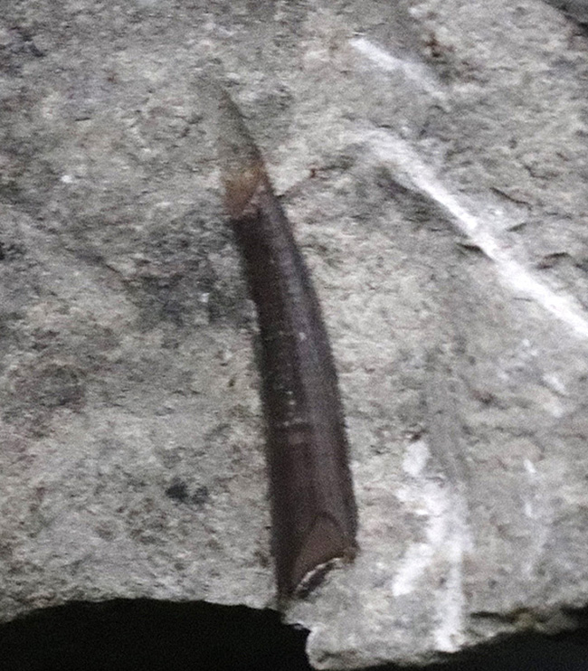 ジ・オールドコレクション！これぞ、一期一会の掘り出し物、翼竜、ラン