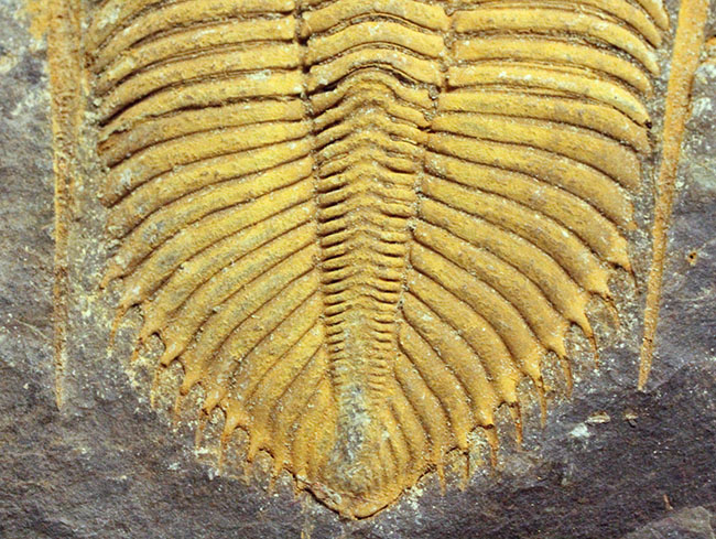 早々出てこないレベルのクオリティ、中国四川省産の三葉虫、シルル紀