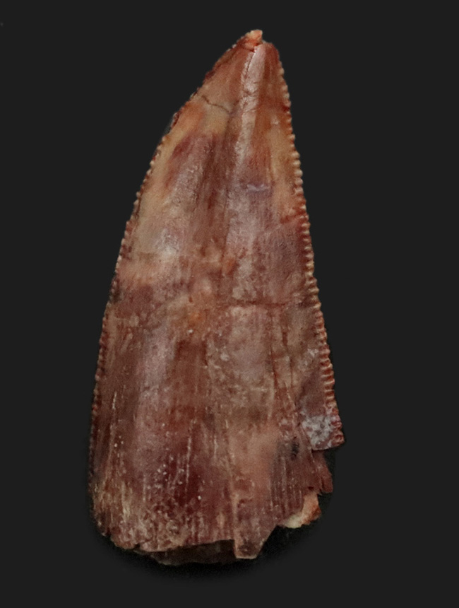 保存状態良好＆ナチュラル！モロッコのケムケム層から発見、採集された